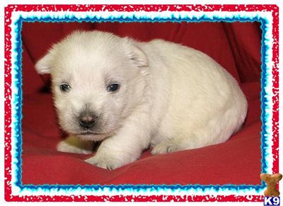 West Highland White Terrier Puppies for Sale
